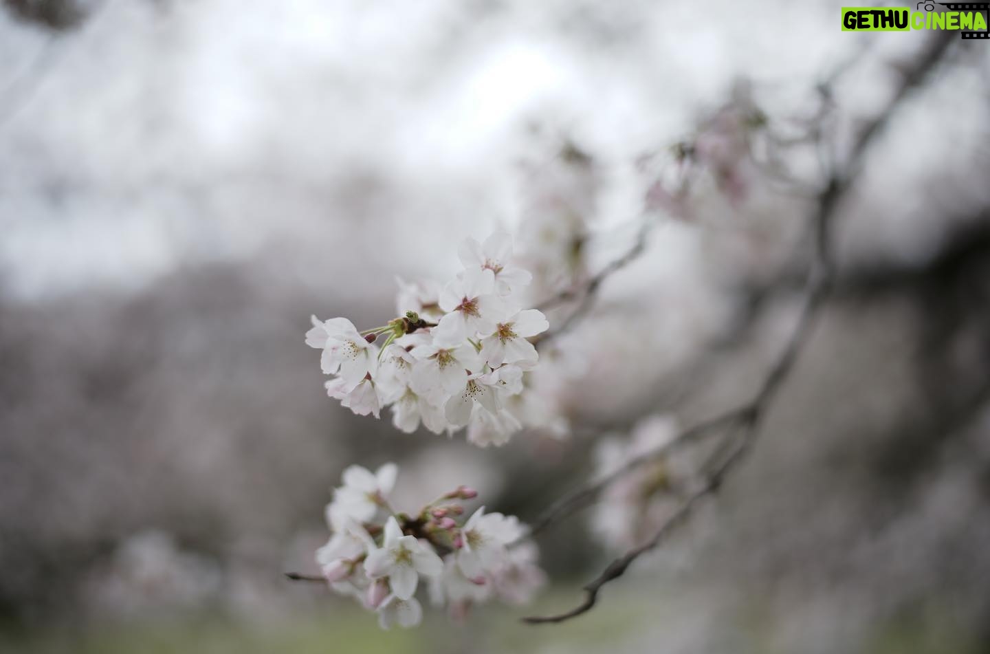 Satoshi Tsumabuki - 49.3K Likes - 春ですねぇ
桜の花言葉って「純潔」なんだね
初めて知った
#花見
#桜
#cherryblossom