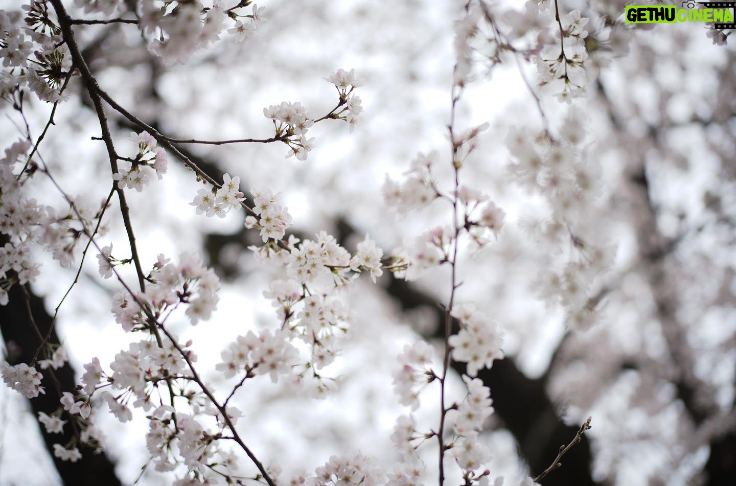 Satoshi Tsumabuki - 49.3K Likes - 春ですねぇ
桜の花言葉って「純潔」なんだね
初めて知った
#花見
#桜
#cherryblossom