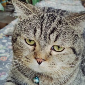 Save Saisawat Instagram - 