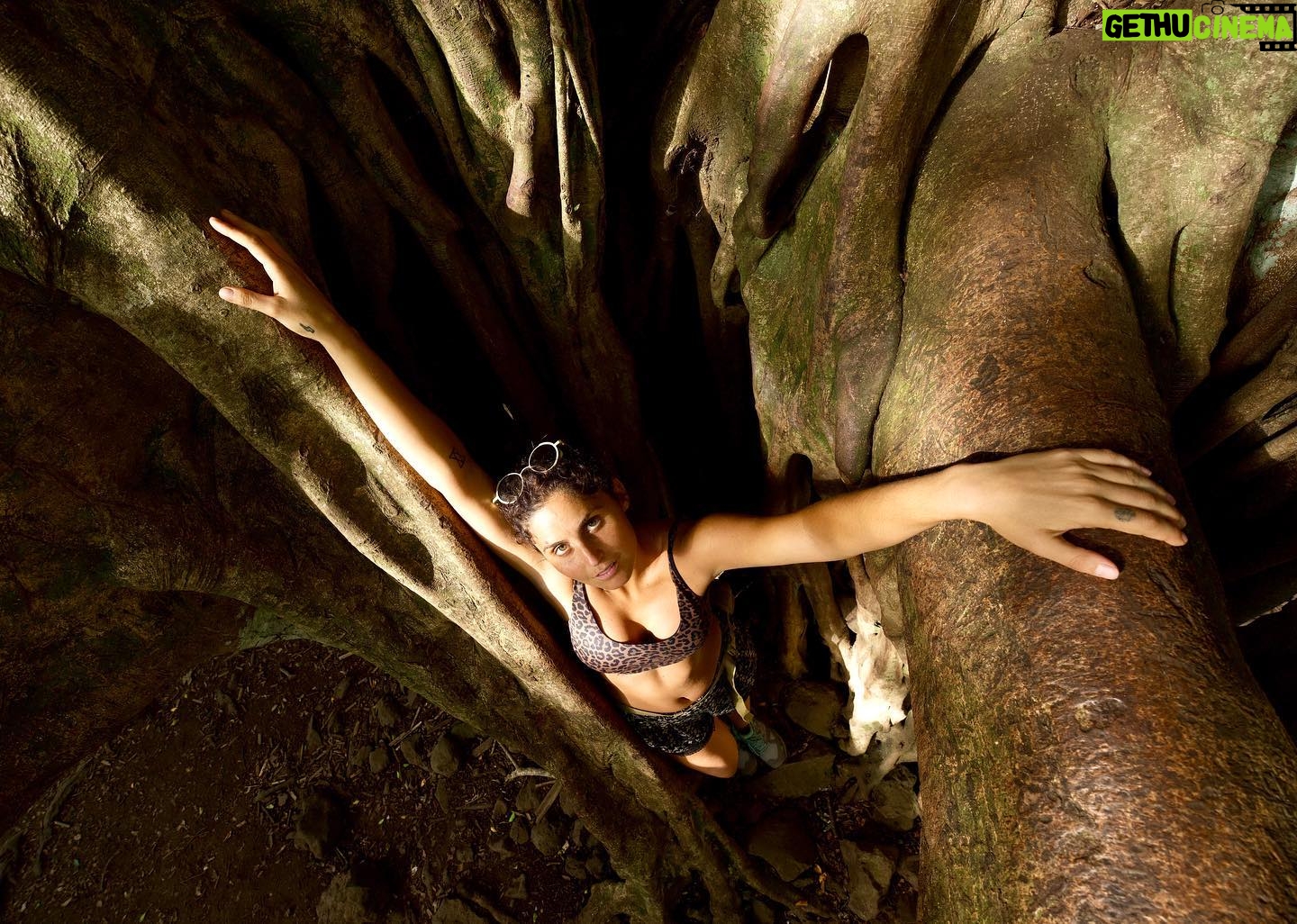 Scarlet Dergal - 704 Likes - Un árbol absorbe carbóno , emite oxígeno , nos regala sombra, es hogar de aves, changos, arañas, tira hojas para hacer acolchado y entre otras cosas , abre huequitos para abrazarnos.
.
Por @lucianolarobina