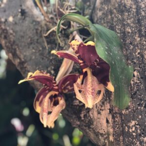 Scarlet Dergal Instagram - Ve más allá de la razón y de la lógica establecida. Crea lo que se te antoje en el momento que se te antoje. Deja de pensar en las voces ajenas. Recuerda que ellas se ven a sí mismas a través de ti. Agarra a el miedo y velo a los ojos. Date cuenta que es una ilusión para crear matices. Cree en lo que diga tu corazón. Confía en tu intuición. Suelta lo que no te haga sentir chido. Se lo que quieras Ser, por que no existen las equivocaciones. Recuerda Quien Eres. Encuérate. Y Déjate Ser. Libre. You Are It 🦋.
.
Así creo Edward James este paraíso. #masalladelarazon .
.
.
#Xilitla