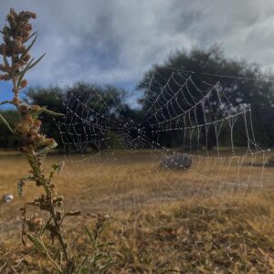 Scarlet Dergal Instagram - El Observador al observar se revela a sí mismo la Inter-conexión entre todas las formas. Y así se descubre en La manifestación una y otra vez. 
.
Indra’s Net Of Jewels
.

If we now arbitrarily select one of these jewels for inspection and look closely at it, we will discover that in its polished surface there are reflected all the other jewels in the net, infinite in number. Not only that, but each of the jewels reflected in this one jewel is also reflecting all the other jewels, so that there is an infinite reflecting process occurring.