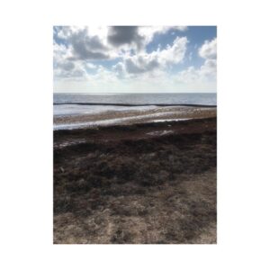 Scarlet Dergal Instagram - ¿Sabes por que las playas se llenaron de Sargazo?
.

No hubiéramos podido seguir actuando de manera tan inconsciente sin tener una consecuencia.
Y el sargazo llego para abrirnos los ojos, por que curiosamente, la única forma efectiva que hace reaccionar a los seres humanos, es cuando la consecuencia nos pega de frente.
.
La agricultura industrial sobre todo en EUA tiene prácticas poco amigables con el medio ambiente. Utilizan fertilizantes químicos para nutrir el suelo que ellos mismos han dejado infertil una y otra vez. Esos fertilizantes se lavan a los ríos y por ende a los mares. Las algas empiezan a recibir ese fertilizante, las sobrestimulan, crecen demasiado y mueren. Al morir flotan y son arrastradas por la corriente hacía Mahahual, Cancún, Tulum, Playa, etc. 
Y Acá las tenemos. 
Y Ahora la gente no quiere meterse al mar.
 Ahora a la gente le da asco la Playa.
.

No podemos darnos el lujo de quejarnos por algo que nosotros mismos hemos provocado y dejado que suceda con nuestra inconsciencia. 
Ya estuvo bueno de andar consumiendo alimento que trae arrastrando costos ocultos para nuestra tierra y por supuesto a nosotros mismos. 
Por que si consumes productos que vienen de esas prácticas insustentables, estas apoyando a la industria para que las siga practicando.
Aquí es donde podemos hacer la diferencia y Esta en ti dejar de consumir alimento con químicos. 
Comer Orgánico no solo es un tema de salud personal, viene acompañado de cuidar a nuestra tierra, a nuestra madre que es la que nos mantiene aquí, vivos. 
De ahora en adelante, CUESTIONENONOS más ¿COMO LLEGO ESTE ALIMENTO A MI PLATO? ¿QUIEN LO CULTIVO? ¿QUE PARCTICAS SE USARON? ¿CUANTOS KM VIAJO? ¿A QUIEN MÁS ESTOY AFECTANDO CON MI CONSUMO?
.

Dejemos de ser zombies consumistas y seamos humos conscientes. Ahora es cuando.
.
#sargazo #ecosistema #organico #comeorganico #sustainableliving #sustainability #rivieramaya