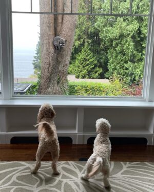 Scott Wolf Instagram - This Mama was protecting her babies in the tree. She was READY. 

My pups had no idea how lucky they were for that window between them. 

🐻>🐶