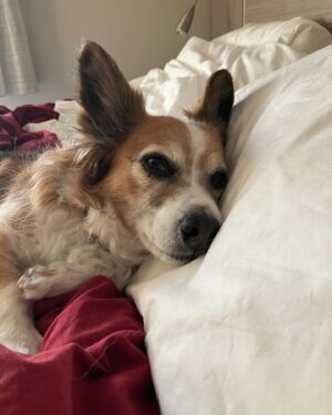 Seamus Dever Instagram - About 7 million homes across the U.S. are planning to add a pet to their family this year. If just 6% more people choose to adopt rather than purchase a new best friend, we would end the killing of pets in our nation’s shelters.
Our best friends don’t belong in shelters. They belong at home with us. So together, let’s bring our best friends home. 
Every 90 seconds, a dog or cat is killed in a shelter just because they don’t have a safe place to call home. Let’s change that. #bringlovehome. 
By donating, adopting, and spreading the word, everyone can make a difference for pets in shelters. 
Brava, @bestfriendsanimalsociety. Keep doing this amazing work.