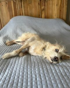 Seamus Dever Instagram - About 7 million homes across the U.S. are planning to add a pet to their family this year. If just 6% more people choose to adopt rather than purchase a new best friend, we would end the killing of pets in our nation’s shelters.
Our best friends don’t belong in shelters. They belong at home with us. So together, let’s bring our best friends home. 
Every 90 seconds, a dog or cat is killed in a shelter just because they don’t have a safe place to call home. Let’s change that. #bringlovehome. 
By donating, adopting, and spreading the word, everyone can make a difference for pets in shelters. 
Brava, @bestfriendsanimalsociety. Keep doing this amazing work.