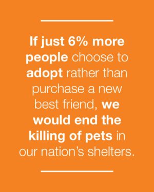 Seamus Dever Instagram - About 7 million homes across the U.S. are planning to add a pet to their family this year. If just 6% more people choose to adopt rather than purchase a new best friend, we would end the killing of pets in our nation’s shelters.
Our best friends don’t belong in shelters. They belong at home with us. So together, let’s bring our best friends home. 
Every 90 seconds, a dog or cat is killed in a shelter just because they don’t have a safe place to call home. Let’s change that. #bringlovehome. 
By donating, adopting, and spreading the word, everyone can make a difference for pets in shelters. 
Brava, @bestfriendsanimalsociety. Keep doing this amazing work.