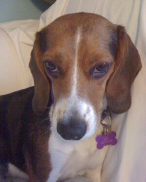 Seamus Dever Instagram - Many of you knew the Legend that was Maizy the Beagle. It grieves us so much to tell you that she’s gone. She lived three lifetimes worth of dog lives. 17 years! 
We rescued you at Beagles and Buddies after you jumped in my lap and kissed my face, a signature Maizy move. She’s the only dog that I got to pick as a pet ever. She was “my fault” as we’d sometimes say. But what a life she had. 
She was a cover model for Life and Dog magazine, in a commercial for Best Friends Animal Sanctuary, 2nd place at the Race for the Rescues 5k run, she was on tv shows sets and even became a theatre dog at Laguna Playhouse. She had multiple backyards to get in trouble in and even once fulfilled her lifetime bloodlust goal of catching a squirrel. 
I have many scars on my body as the result of our disagreements concerning “what are you eating?” I guess I’m happy that I have those scars to remember her now. But she also healed me many times in ways she could never understand. 
She wasn’t a good girl but she did everything Maizy style. And maybe it’s better to be a one of a kind, original than be a good girl. Godamn it but we miss her so.
