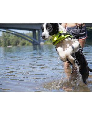 Sean Fujiyoshi Instagram - Welcome to the family @beauthebordercollie_ ! 🐶 #bordercollie