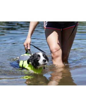 Sean Fujiyoshi Instagram - Welcome to the family @beauthebordercollie_ ! 🐶 #bordercollie
