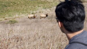 Sean Fujiyoshi Instagram - Had a crazy and an amazing adventure hiking with this one! We were pooping our pants when we had to walk through a herd of elk blocking our trail but it's something I'll never forget. Thank you sweetie for taking me! #pointreyes