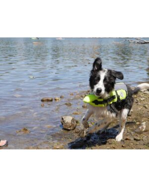 Sean Fujiyoshi Instagram - Welcome to the family @beauthebordercollie_ ! 🐶 #bordercollie