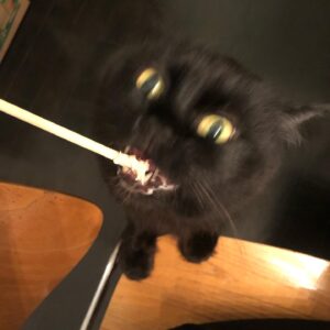 Sean Gunn Instagram - Here’s an important picture of my cat eating from a chopstick. #gunnsrandomphoto