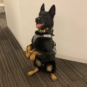 Sean Larkin Instagram - I’ve met a lot of police pups over the years but I gotta say, K-9 Mattis is by far the coolest (and biggest) one by a mile!  #k9