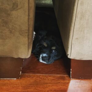 Sean Murray Instagram - i just can't STAND how much I love this little girl! Millie is currently in one of her favorite places to burrow and hang out :)