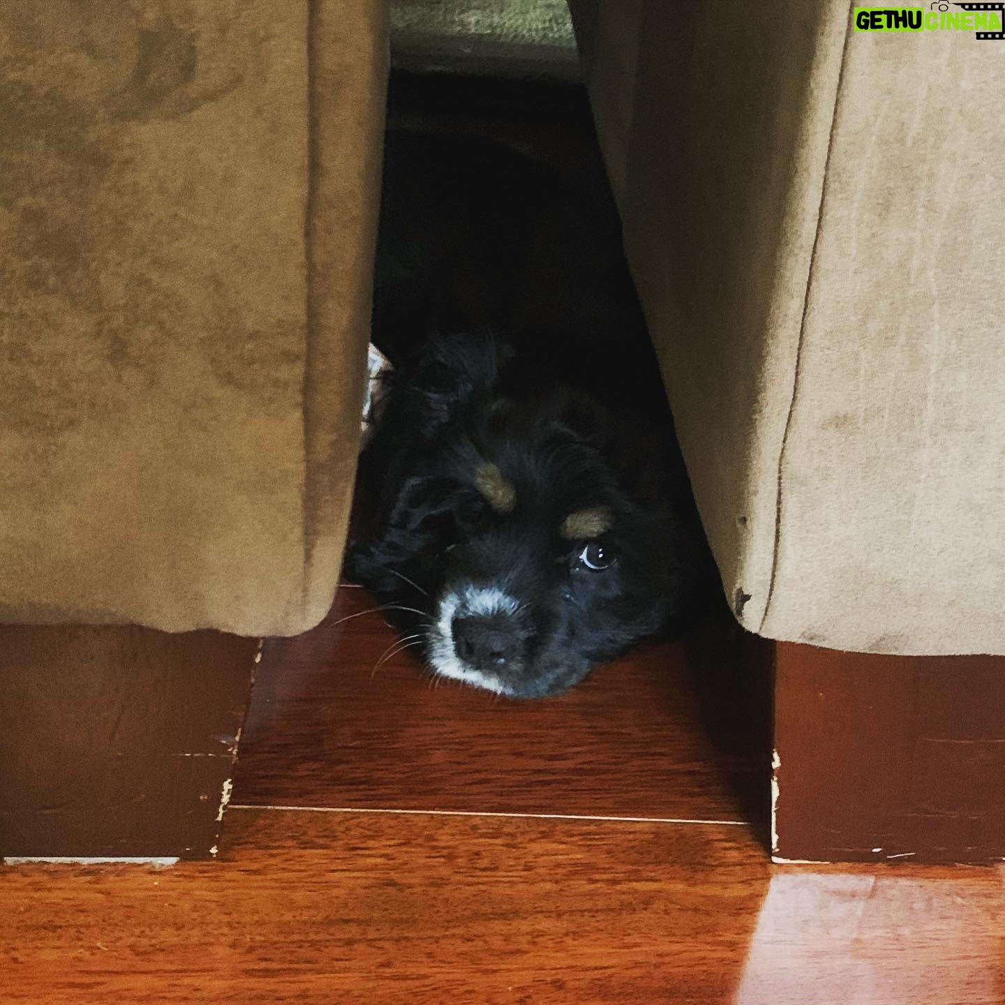Sean Murray - 11.1K Likes - i just can't STAND how much I love this little girl! Millie is currently in one of her favorite places to burrow and hang out :)