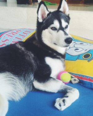 Sean Ryan Fox Instagram - Princess 🐶 Rio