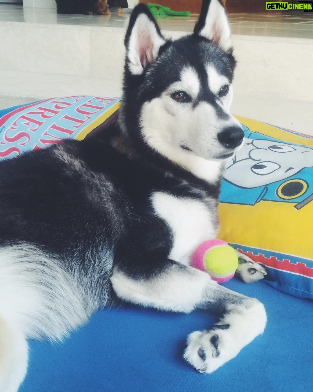 Sean Ryan Fox - 9.8K Likes - Princess 🐶 Rio