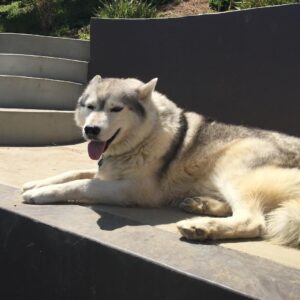 Sean Ryan Fox Instagram - R.I.P Bosley, one of the best dogs a guy could ever have❤️ you were more than just a pet, you were family. I couldn't have asked for a more loving, playful, talkative or beautiful dog like you