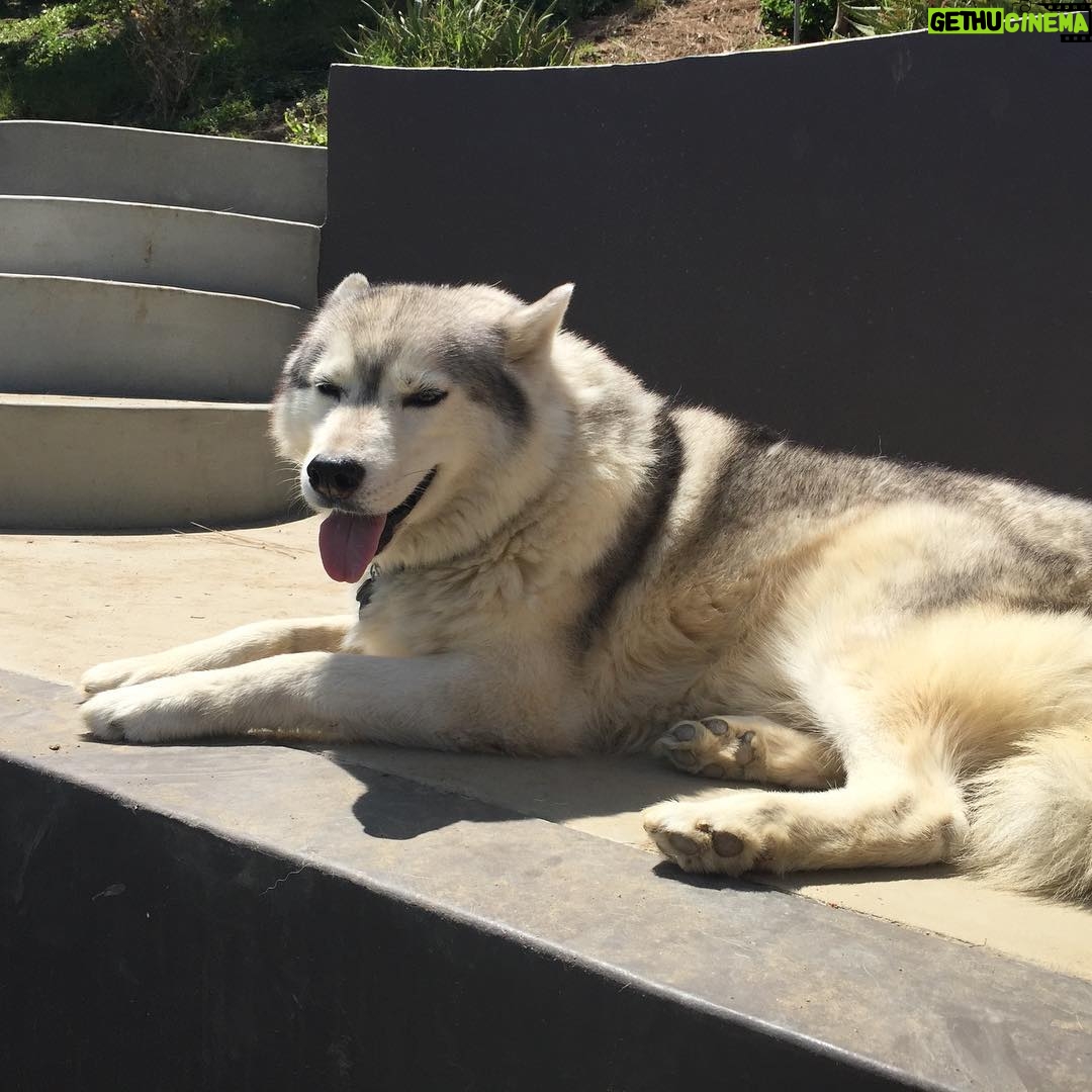 Sean Ryan Fox - 12.9K Likes - R.I.P Bosley, one of the best dogs a guy could ever have❤️ you were more than just a pet, you were family. I couldn't have asked for a more loving, playful, talkative or beautiful dog like you