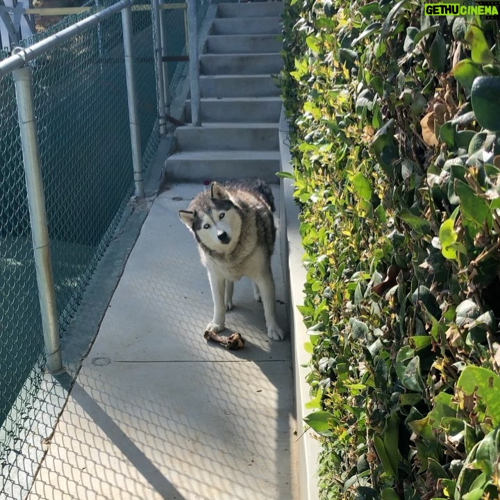 Sean Ryan Fox - 64.6K Likes - “My bone...” 🦴 #stallion #husky (Diesel^)
