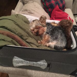 Sean Ryan Fox Instagram - Uhm... I didn’t pack that???
