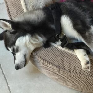Sean Ryan Fox Instagram - #happynationalpuppyday to my baby girl Rio. She looks so peaceful when she is sleeping 💕😇🐶