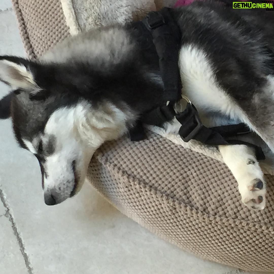 Sean Ryan Fox - 6.1K Likes - #happynationalpuppyday to my baby girl Rio. She looks so peaceful when she is sleeping 💕😇🐶