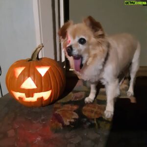 Sean Waltman Instagram - Trying to bring a sense of normalcy to things this Halloween by carving pumpkins. Something I dont normally do. #halloween #wwe #dogslife #dogsofinsta
