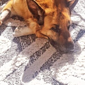 Sebastián Ugarte Instagram - El fiel Johann está disfrutando cada rayitos de sol!!