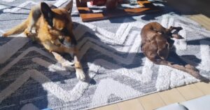Sebastián Ugarte Instagram - Johann y Leyla aprovechando unos tímidos rayos de sol, puertas adentro.