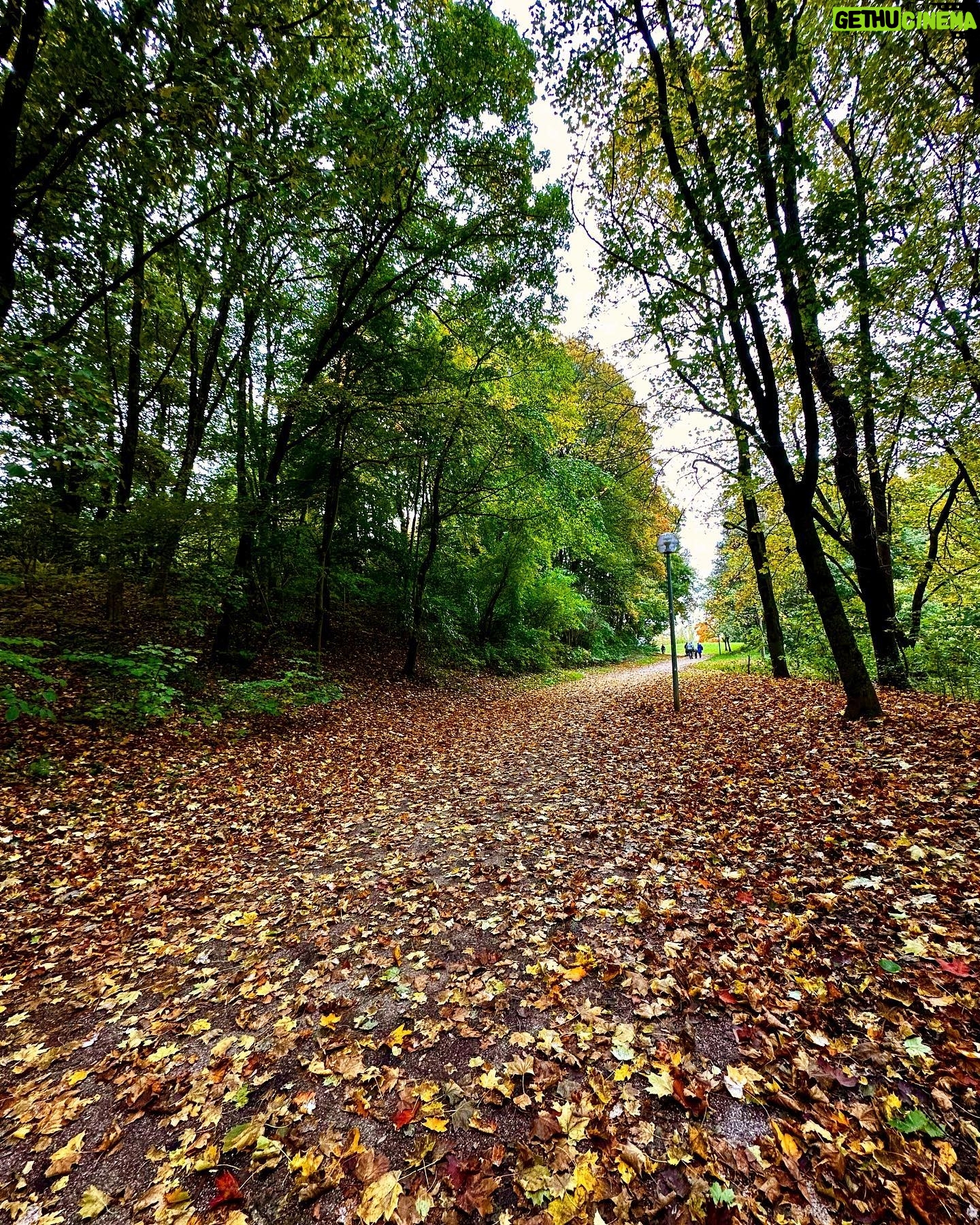 Sébastien Lefebvre - 2.2K Likes - Germany feels like Canada today.
#fall #autumn #goose #geese #bees #beads #nature