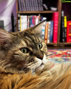 Sébastien Lefebvre Instagram - Too much Seb. Need cat on the feed.
#cats #catsofinstagram #snes #comicbooks #books #supernintendo
