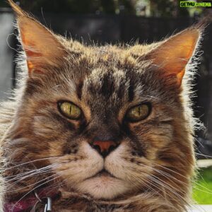 Sébastien Lefebvre Instagram - Face
#mainecoon #cats #catsofinstagram