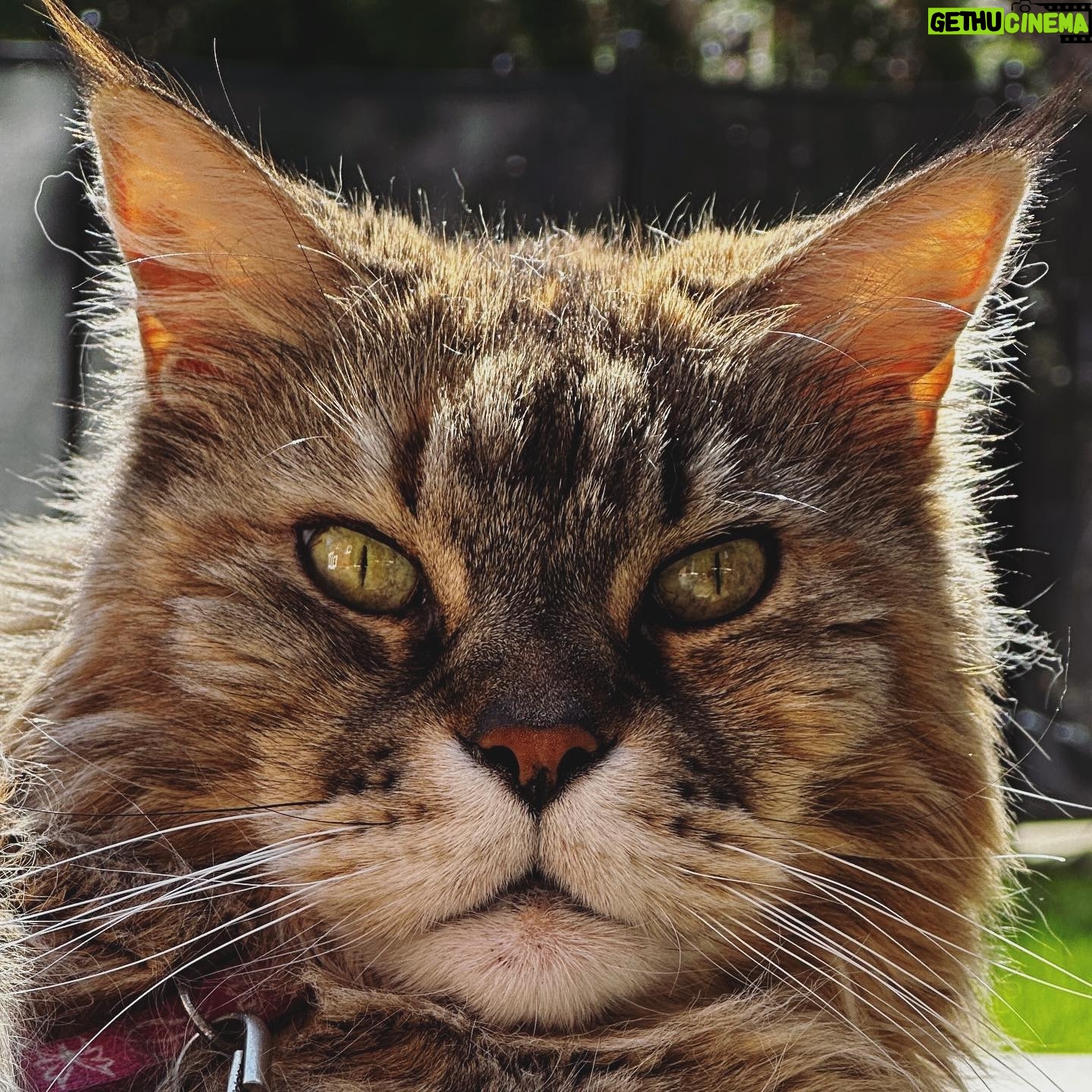 Sébastien Lefebvre - 2K Likes - Face
#mainecoon #cats #catsofinstagram