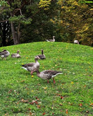 Sébastien Lefebvre Instagram - Germany feels like Canada today.
#fall #autumn #goose #geese #bees #beads #nature
