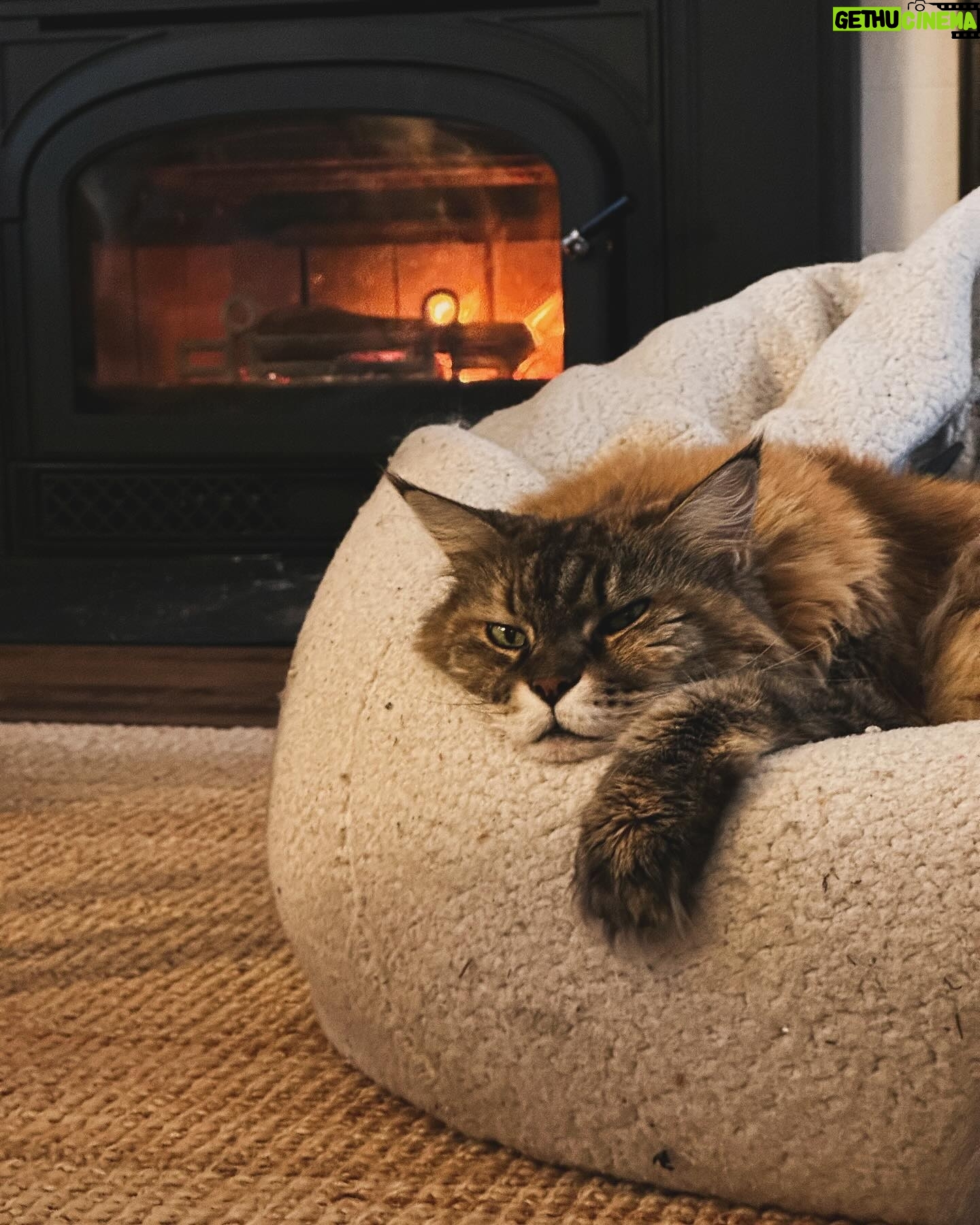 Sébastien Lefebvre - 2.3K Likes - Mood
#catsofinstagram #mainecoon #fireplace