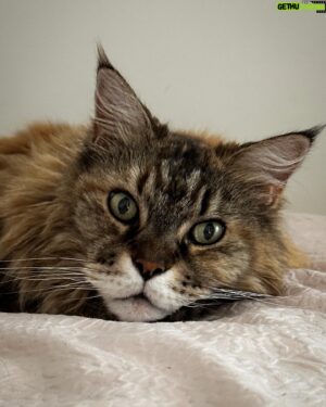 Sébastien Lefebvre Instagram - Poser.
#catsofinstagram #mainecoon