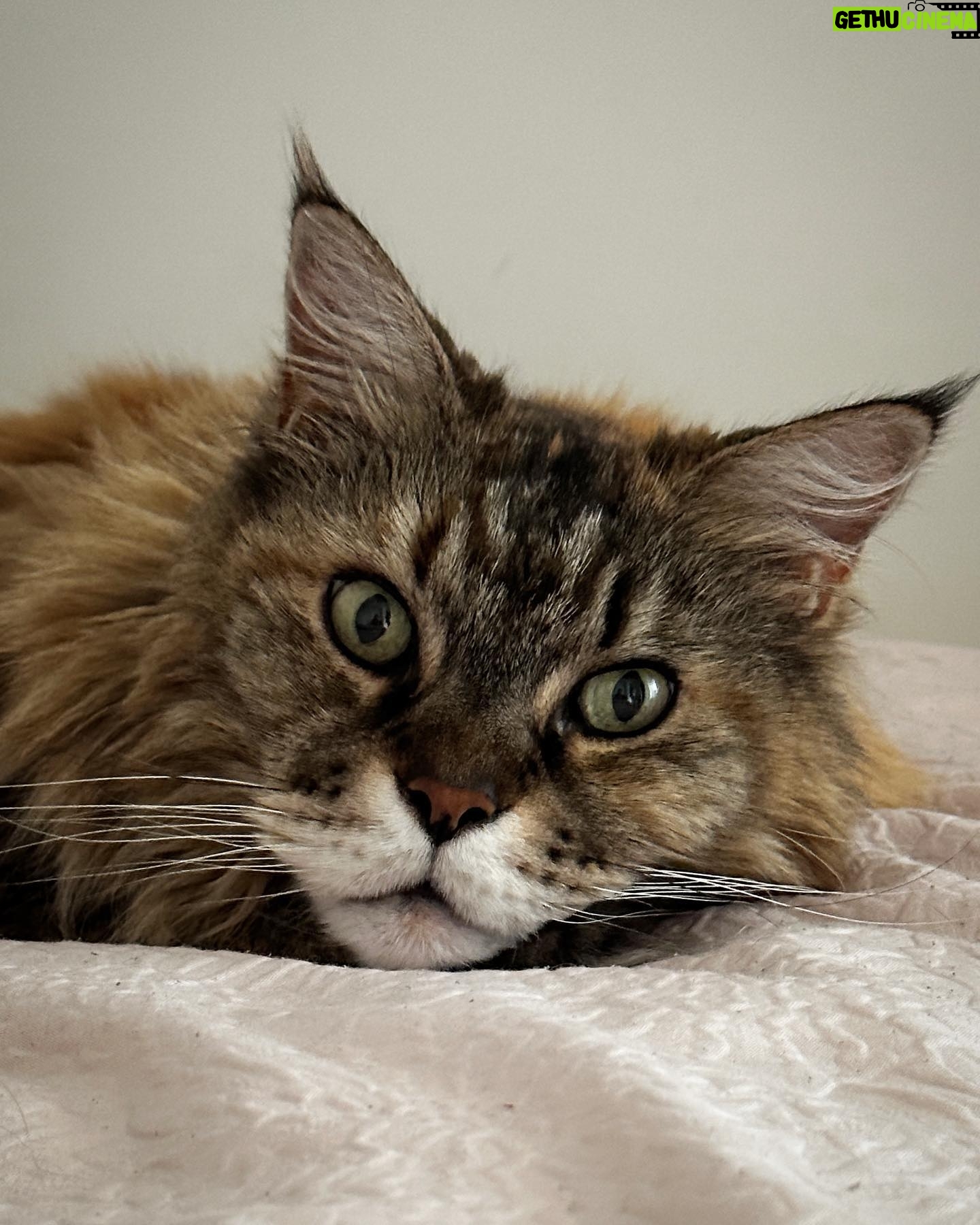 Sébastien Lefebvre - 1.7K Likes - Poser.
#catsofinstagram #mainecoon