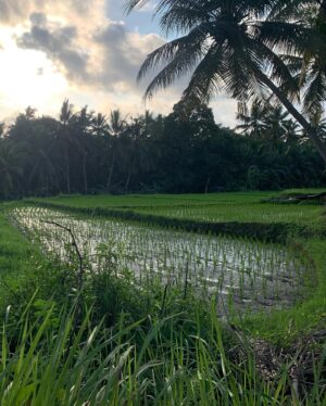Semra Hunter Instagram - 🇮🇩Bali, part 4: Anyone fancy some rice?
.
.
.
#Bali #Indonesia #Ricefields #Riceterraces #Rice #Jatiluwih #Ubud #Munduk #Tegallalang #AdventurousSoul #TravelGram #Balilicious #Nomad #EndlessExploration