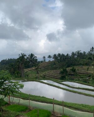 Semra Hunter Instagram - 🇮🇩Bali, part 4: Anyone fancy some rice?
.
.
.
#Bali #Indonesia #Ricefields #Riceterraces #Rice #Jatiluwih #Ubud #Munduk #Tegallalang #AdventurousSoul #TravelGram #Balilicious #Nomad #EndlessExploration