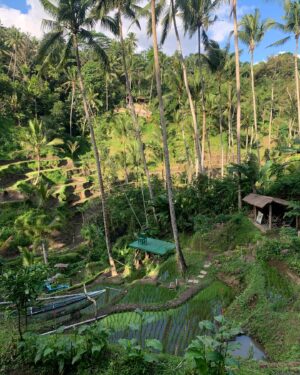 Semra Hunter Instagram - 🇮🇩Bali, part 4: Anyone fancy some rice?
.
.
.
#Bali #Indonesia #Ricefields #Riceterraces #Rice #Jatiluwih #Ubud #Munduk #Tegallalang #AdventurousSoul #TravelGram #Balilicious #Nomad #EndlessExploration