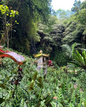 Semra Hunter Instagram - 🇮🇩Bali, part 3: Waterfalls!
.
.
.
#Bali #Indonesia #Waterfalls #Munduk #Jungle #IslandLife #Water #Nature #ForeverExploring #WorldTravel #LifeOfAdventure