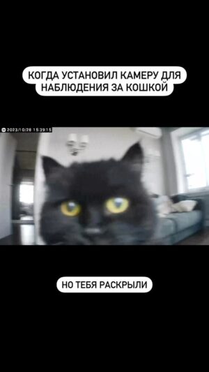 Sergey Mezentsev Instagram - Когда твоя кошка тебя переиграла