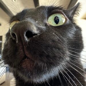 Seth MacFarlane Instagram - Arthur the freakishly intelligent cat has taught himself to open doors by jumping up and pulling down on the handle.  He now owns the house.