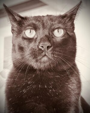 Seth MacFarlane Instagram - If it’s possible for a cat’s expression to look like he’s sitting for a photograph in 1890, somehow Arthur just pulled that off.