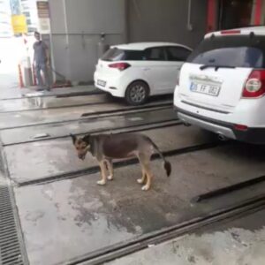 Sevtap Parman Instagram - Seni Yaradana Kurban.Ne kadar Akıllı veTatlısın.👏👏👏👏👏👏👏👏👏👏👏👏👍