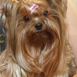 Sevtap Parman Instagram - LİLA'M Dünya bir yana sen bir yana.Kızım kuzum meleğim.Sevtapın birtanesi anneannesinin biriciği.Evimizin neşesi. Köpek sevenler bana kendinizi beğenerek belli edin.Bakayım kaç kişi köpek seviyor takipçilerimden.#yorki #sevtapınkızılila