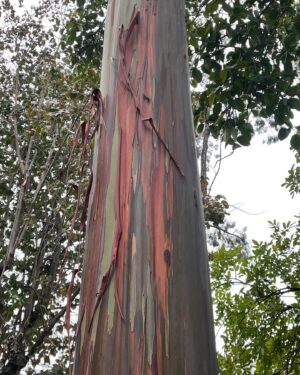 Seychelle Gabriel Instagram - 🌈eucalyptus deglupta🌈