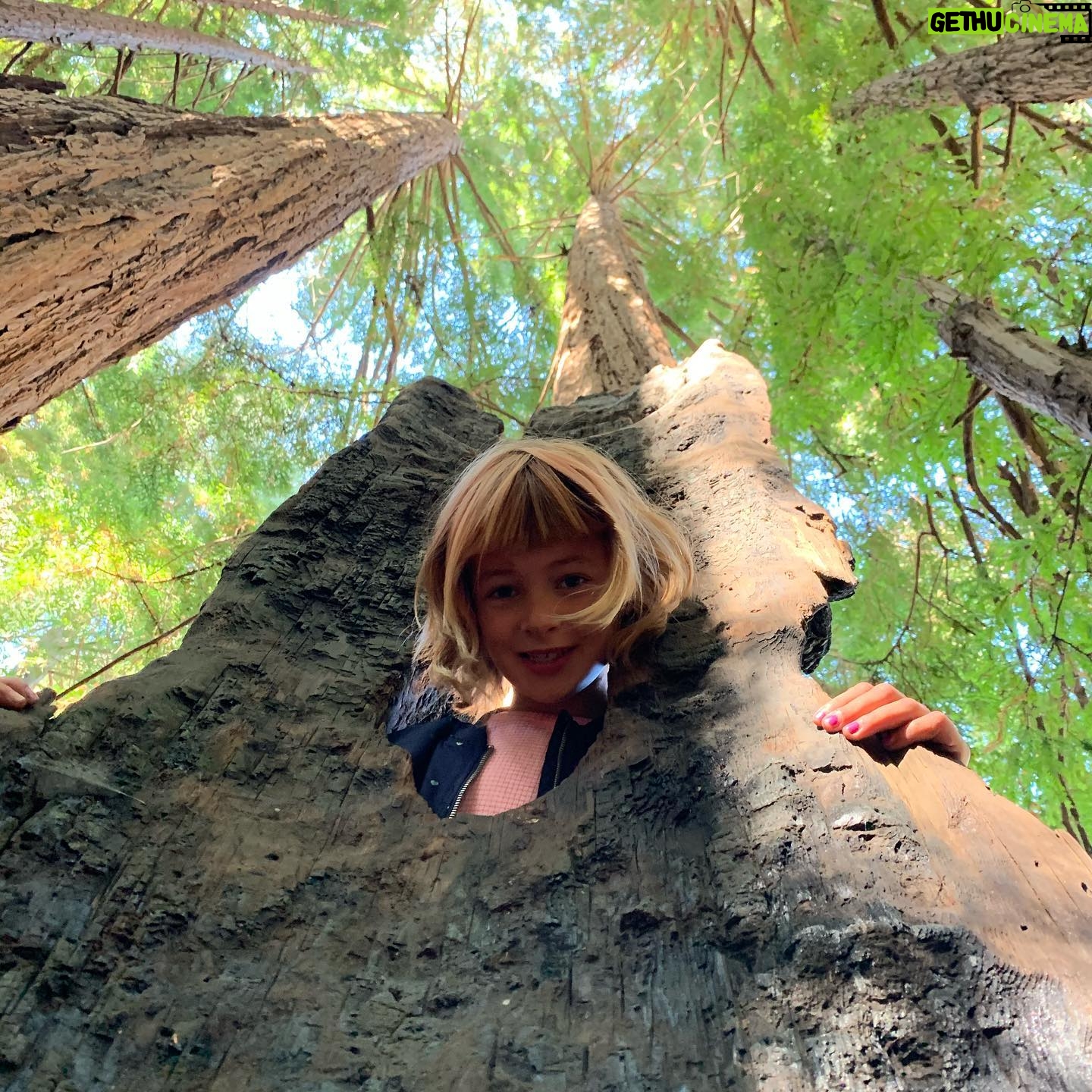 Shane Smith - 589 Likes - Up in the trees in Big Sur.
